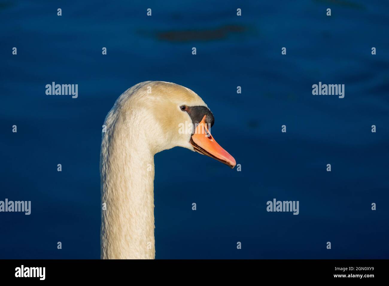 Schwan, schwimmt auf  einem See, und wärmt sich in der Abendsonne Stock Photo