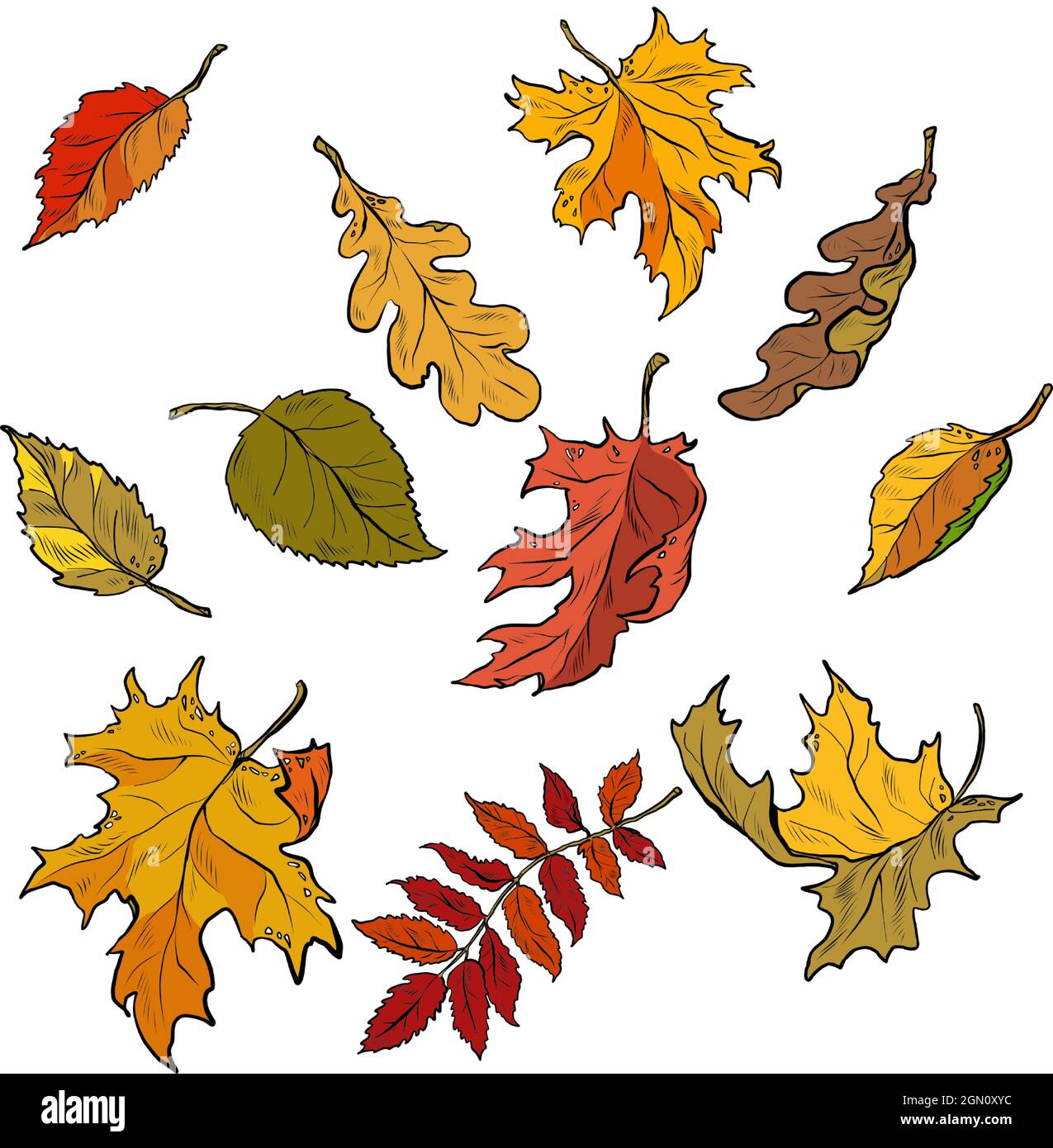 Autumn leaves of trees, seasonal fallen crown. Set Stock Vector