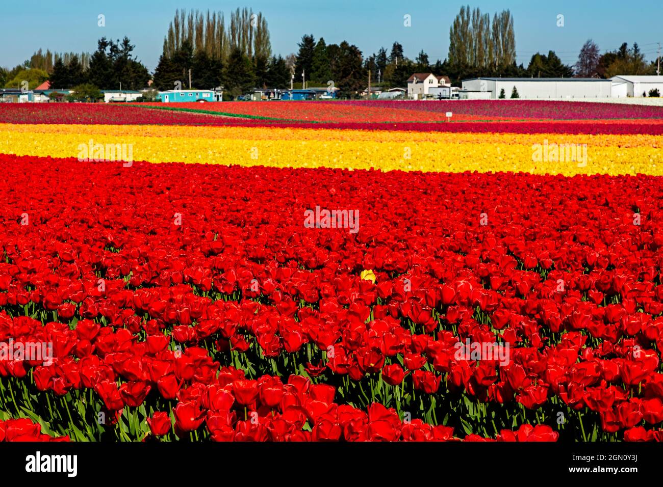 Tulip field agriculture farming hi-res stock photography and images - Alamy