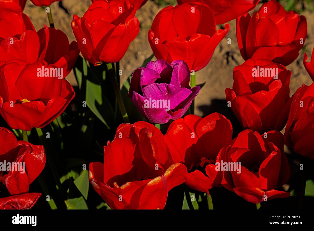 WA19639-00...WASHINGTON - One misplaced tulip in a row of  red tulips blooming in a field at RoozenGaarde Bulb Farm in the Skagit Valley. Stock Photo