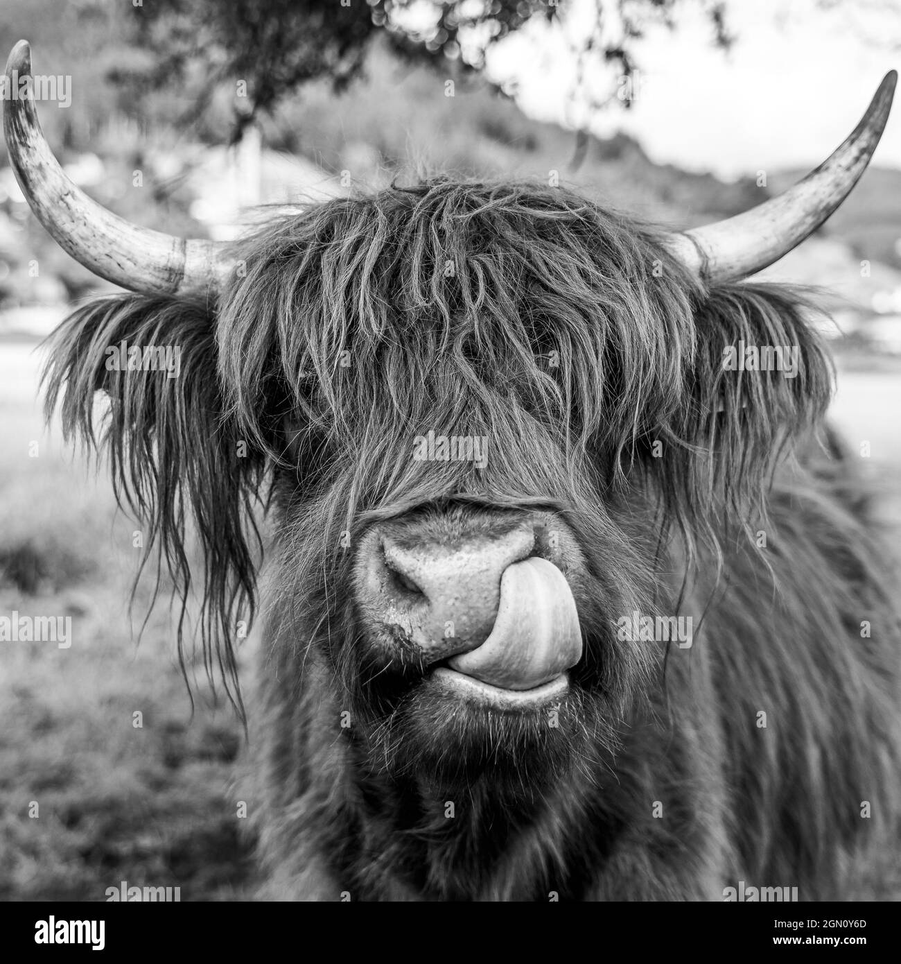 highland cow on meadow in kinzig valley, black forest, germany Stock ...