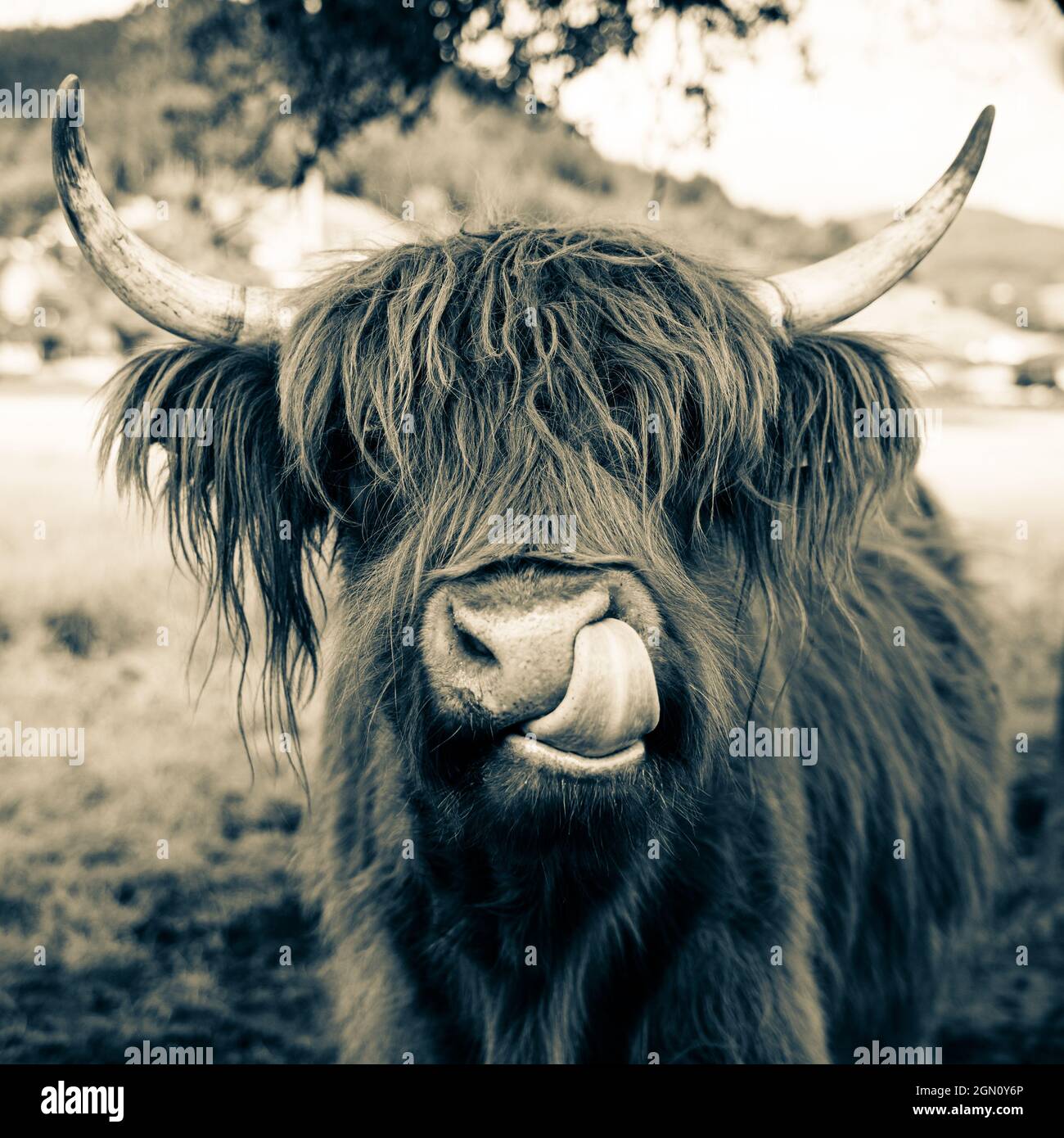 highland cow on meadow in kinzig valley, black forest, germany Stock ...