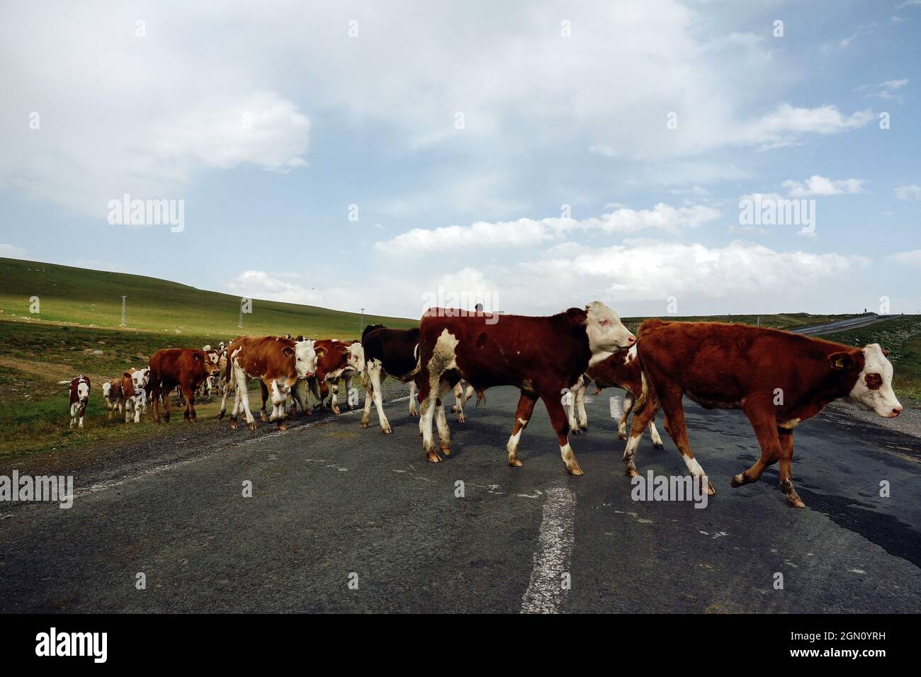 Beautiful shot of cows on a road during the day Stock Photo - Alamy