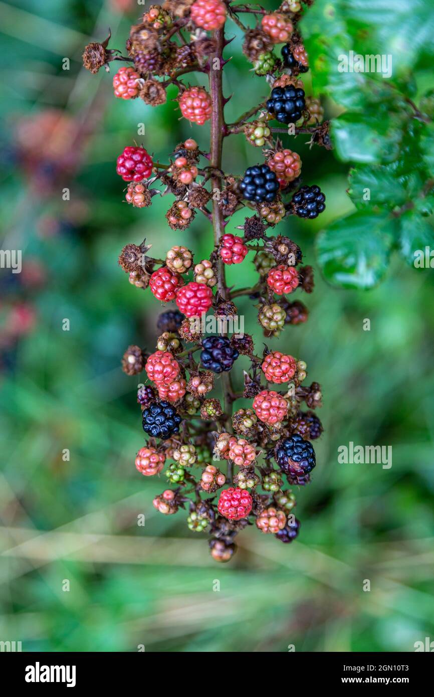 Blackberries at different stages of growth in September Stock Photo Alamy
