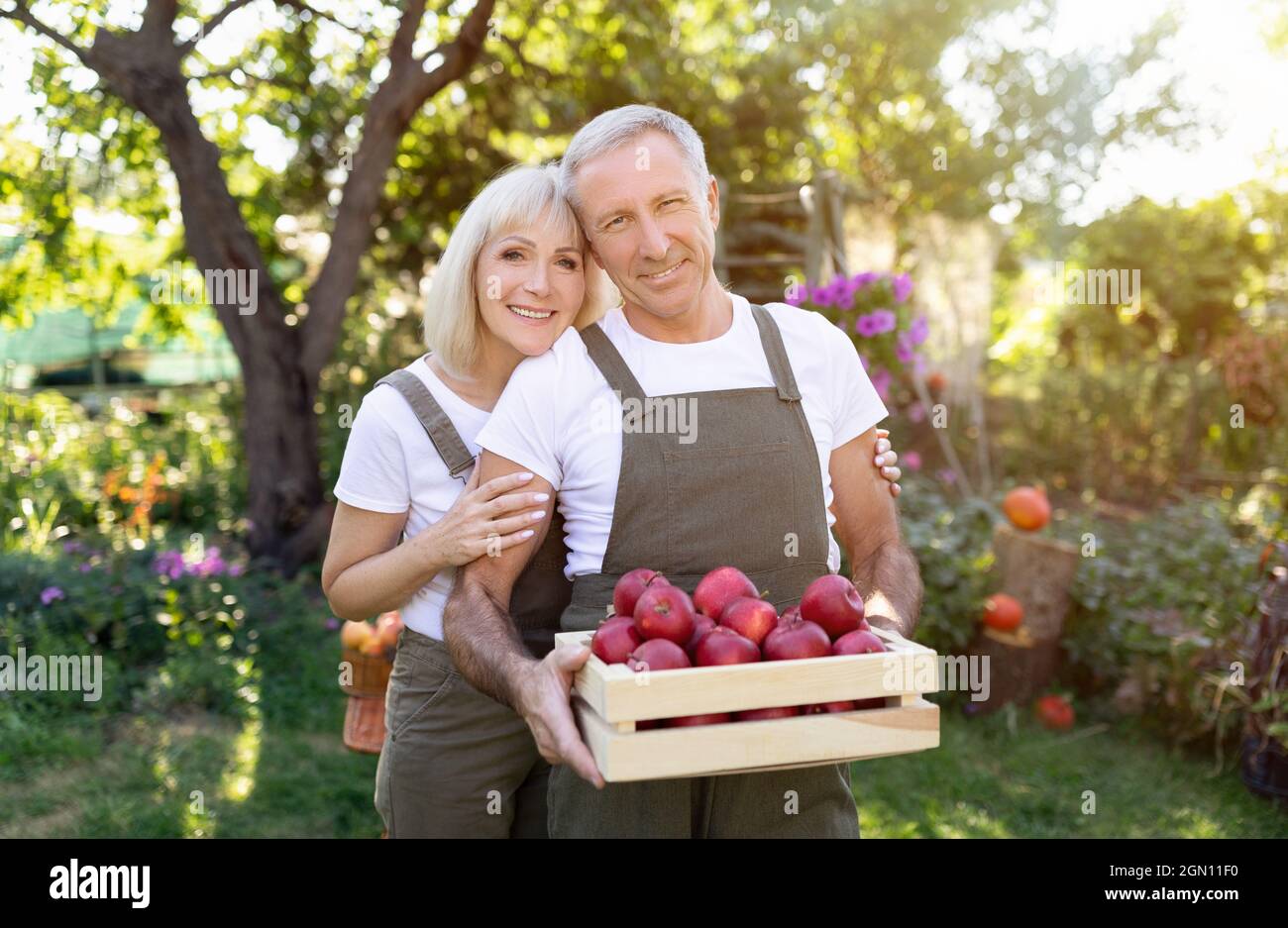 Happy senior couple holding wooden box full of apples in orchard in autumn, embracing and smiling to camera Stock Photo