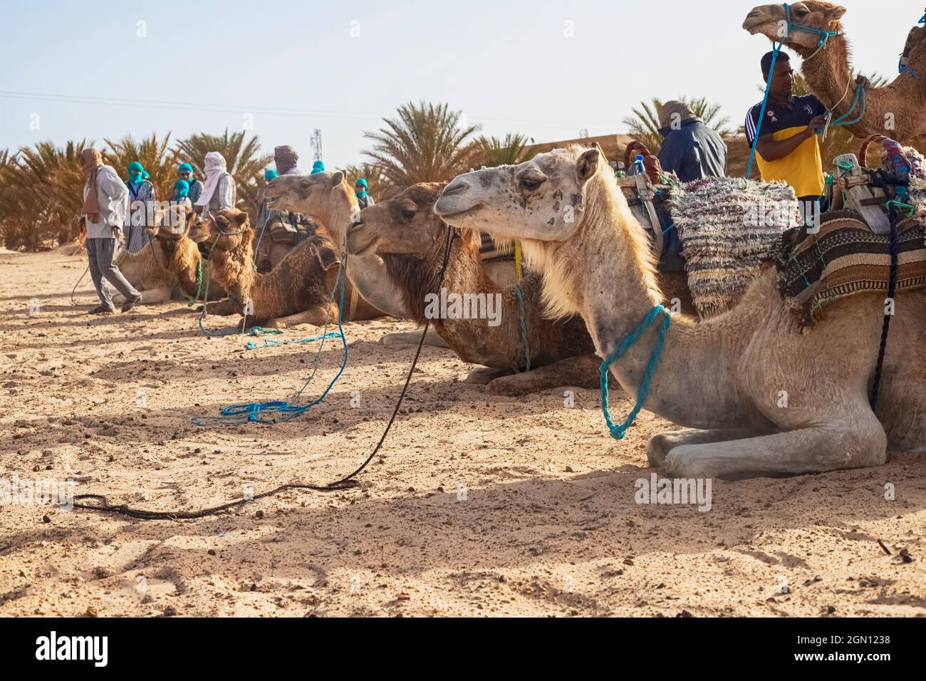 Dromedary Camel sits on the sand in the Sahara Desert, resting. Stock Photo