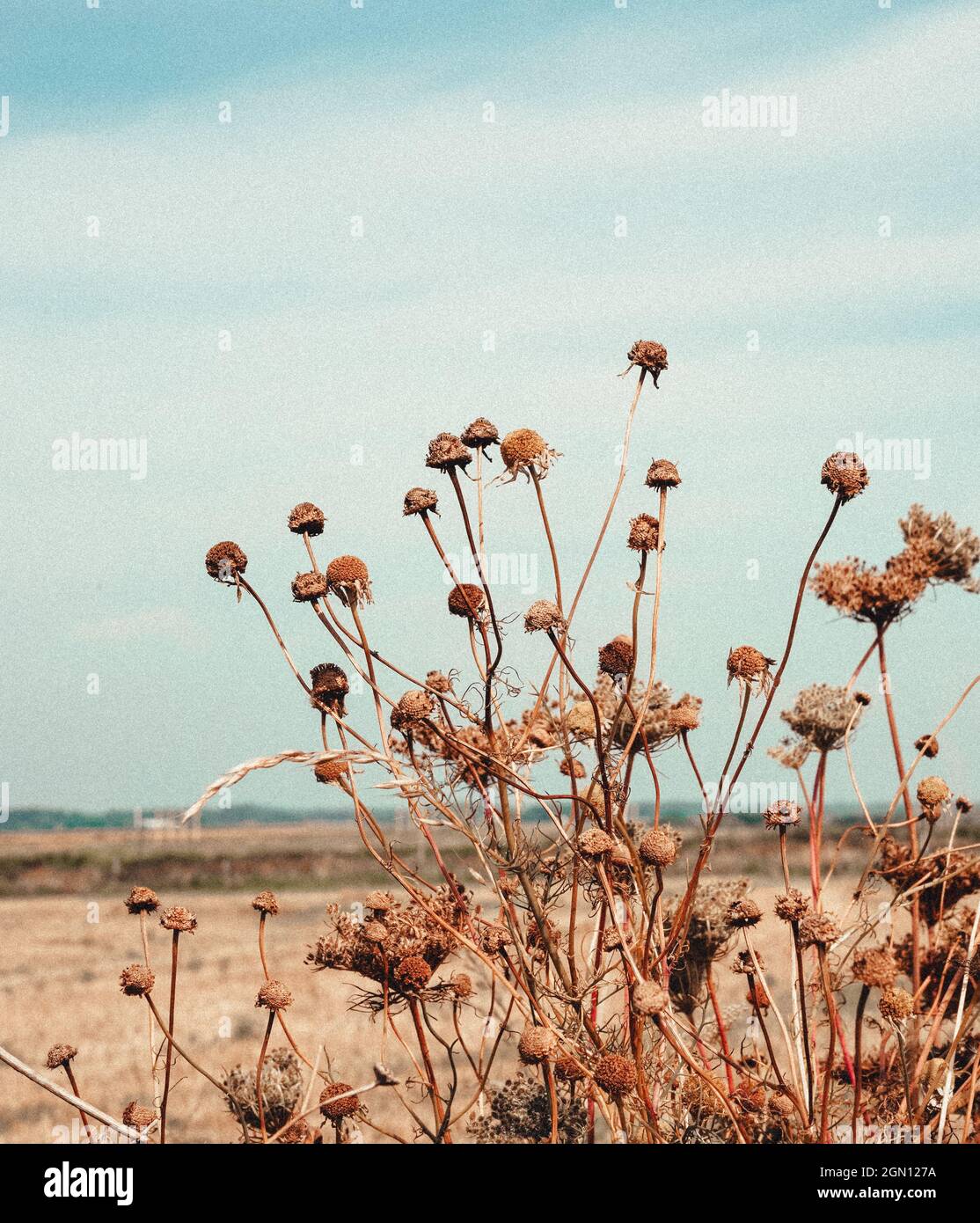Closeup of wild dying chamomile flowers in an empty field with retro vintage grainy edit. Pale blue sky, pale orange grass in background. Vertica Stock Photo