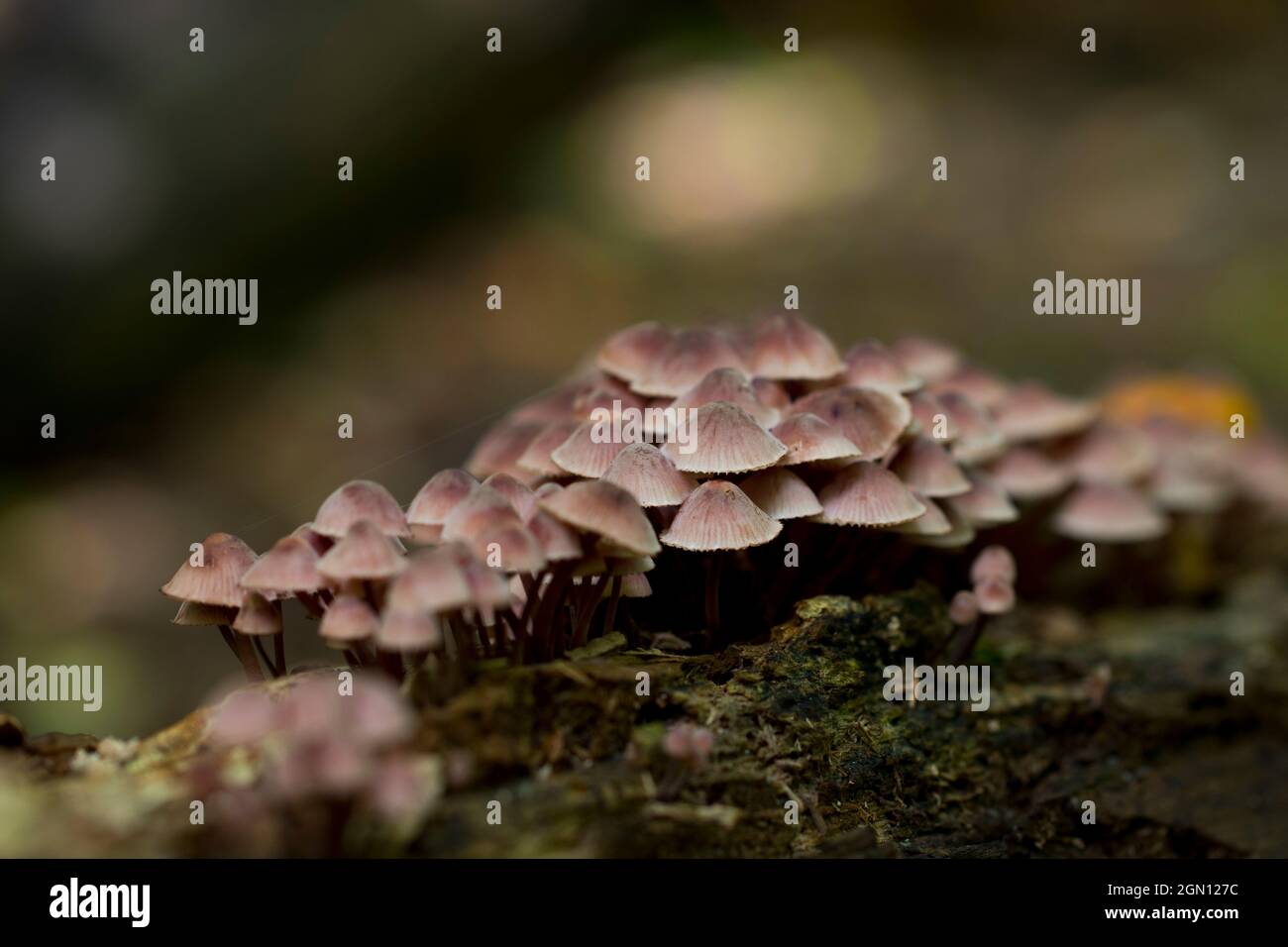 Panoramic fungi growing in the forest close up. Flush of mushrooms ...
