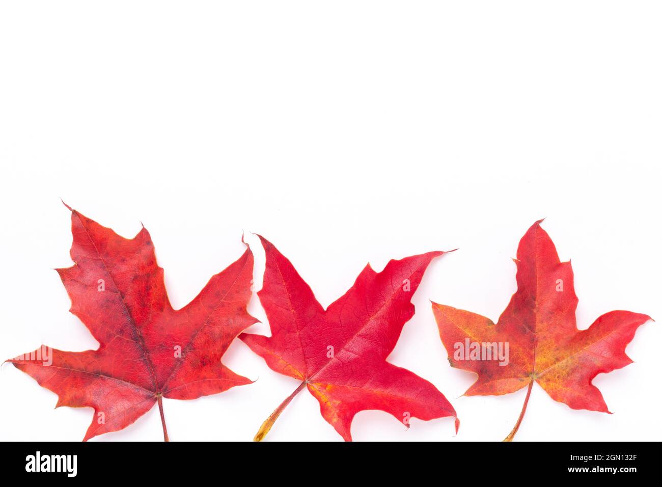 Autumn background. Red maple leaves on white background - Image Stock ...