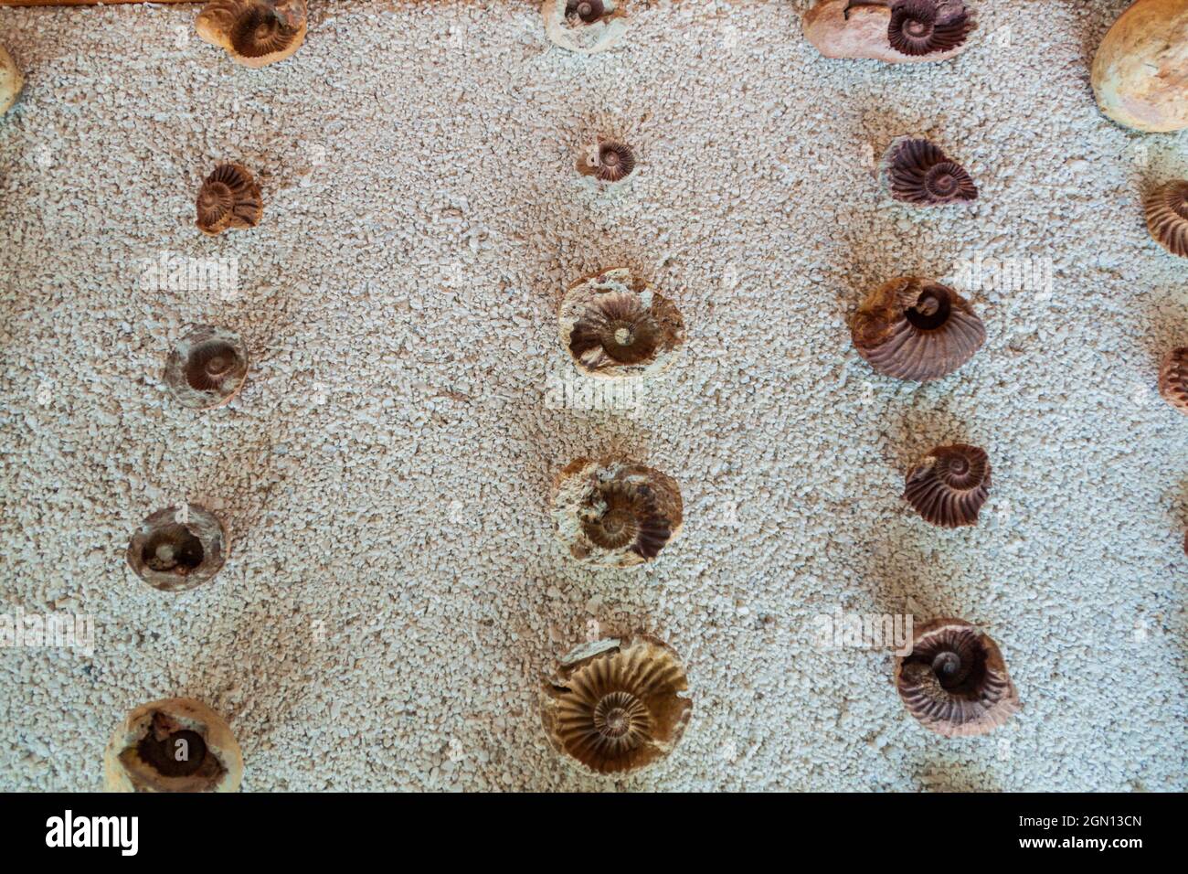 Molusc fossils near Villa de Leyva in Colombia Stock Photo