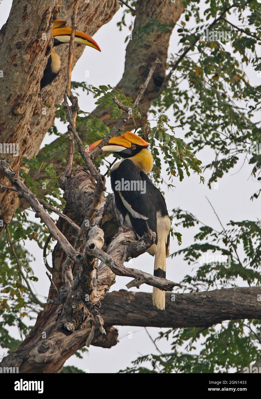 Great Hornbill (Buceros bicornis) pair perched in tree Kaziranga NP, Assam, India             January Stock Photo