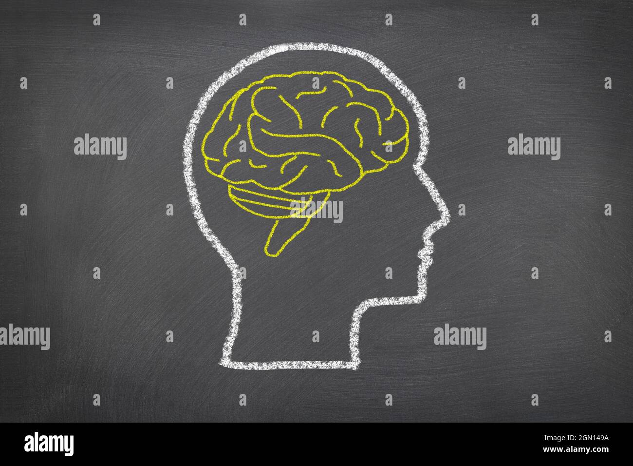 A chalk sketch on a blackboard of a human head and brain for use as any science theme or consideration of how humans think. Stock Photo