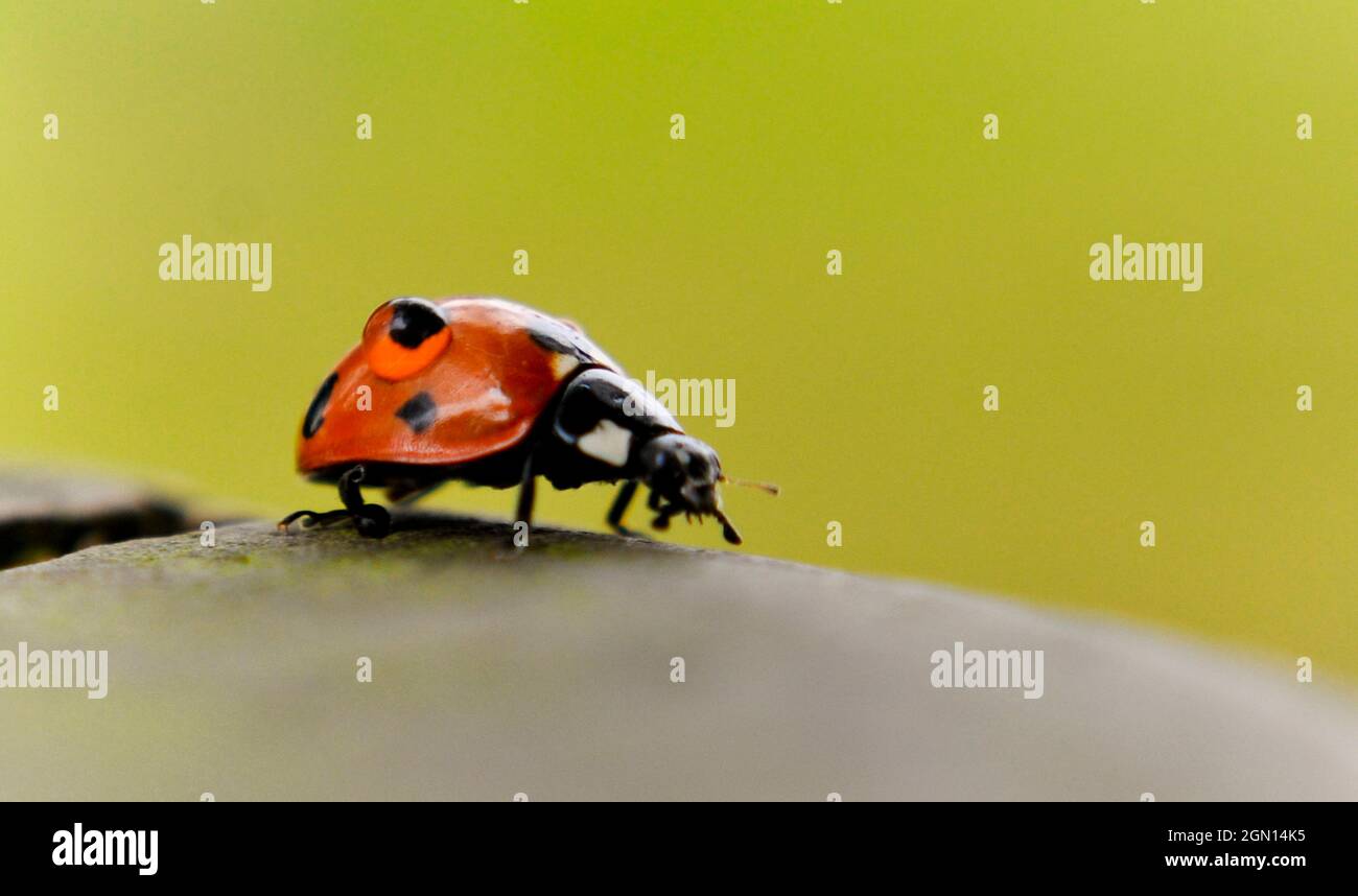 Ladybird (Coccinellidae) with water droplet on it's back magnifying one if it's spots. Copy space is available Stock Photo