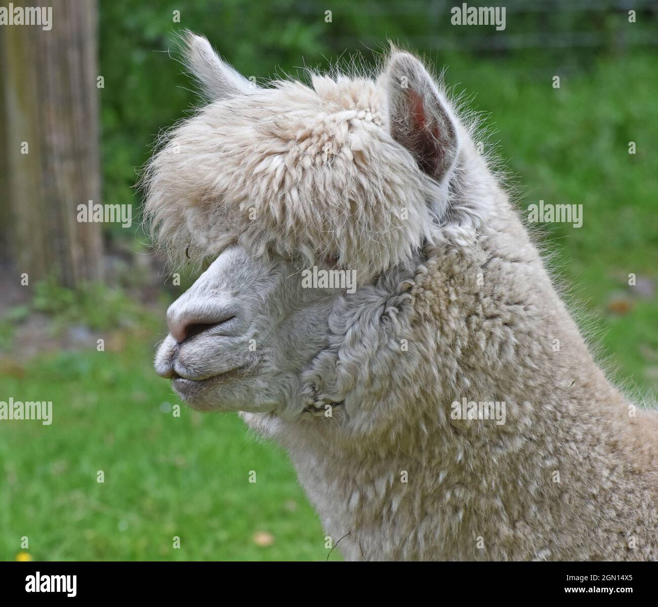 Alpaca Head Shot, Standing in Field Stock Photo