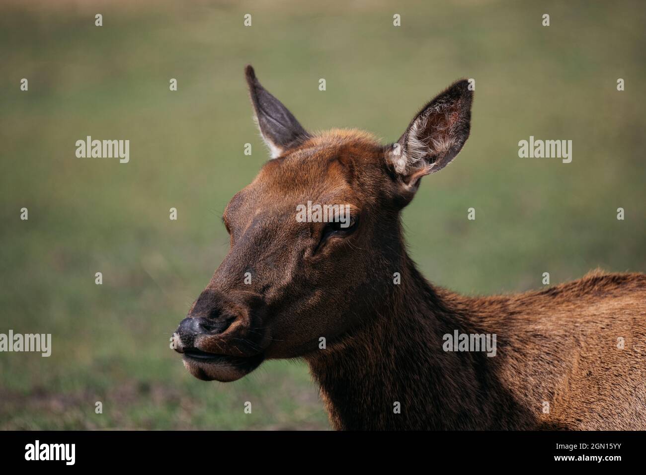 Closeup shot of a Roe deer in Alaska Stock Photo - Alamy