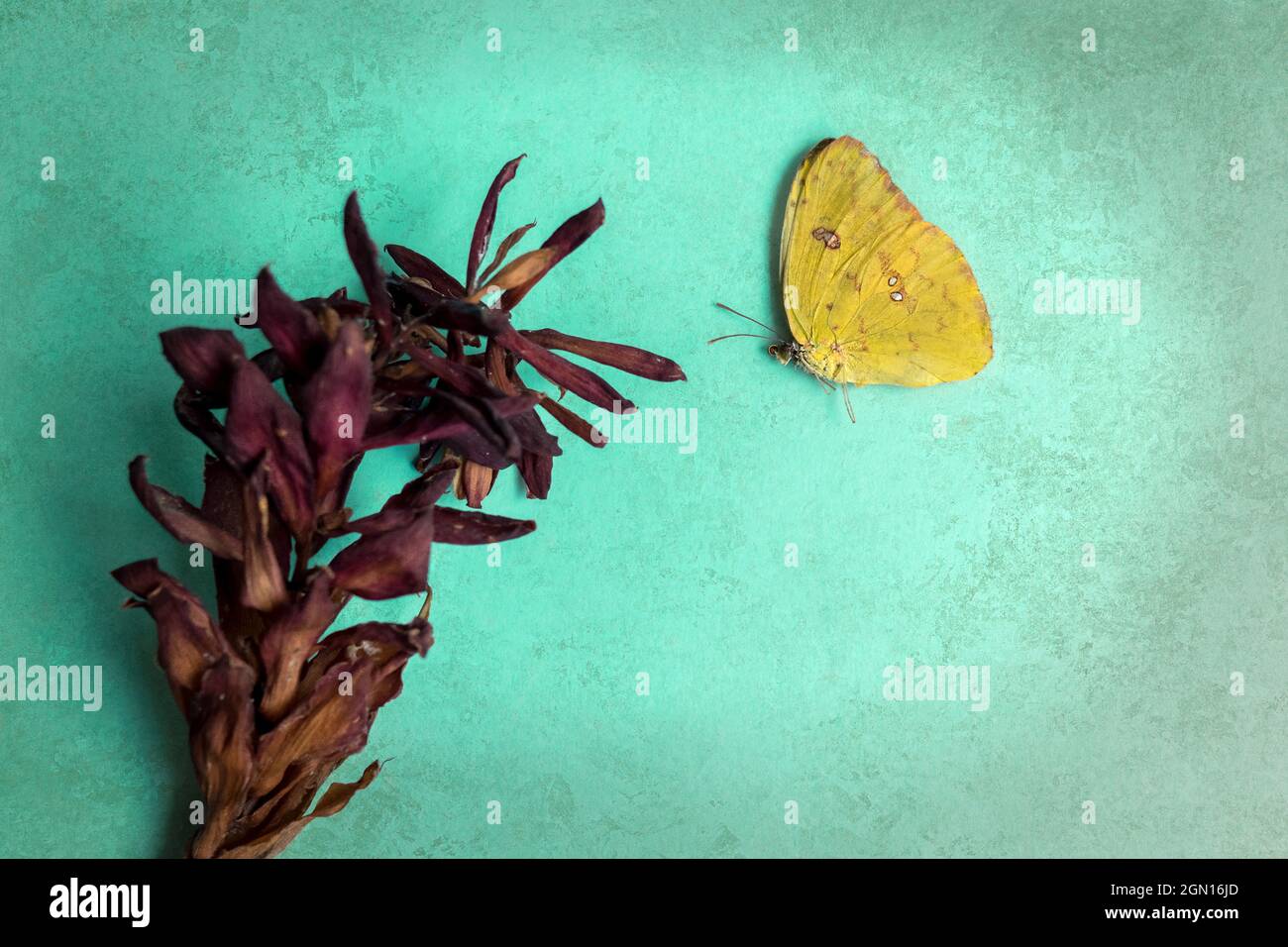 Dead yellow butterfly and dry flower of a wild plant upon a cartoon board representing a real-life garden, there is copy space in the picture Stock Photo