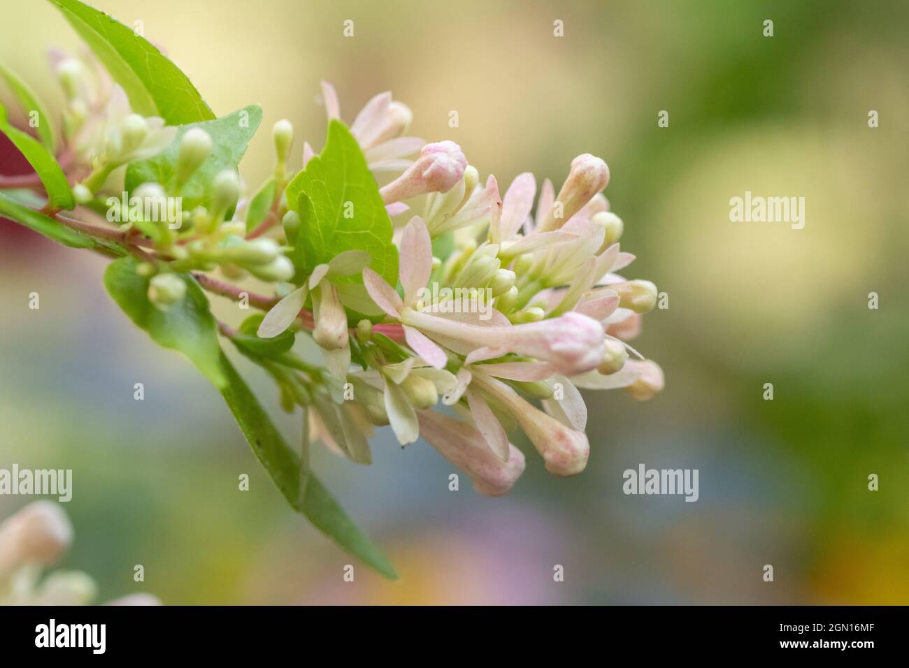 The delicate pink blooms of the abelia grandiflora shrub set against a muted background. Stock Photo