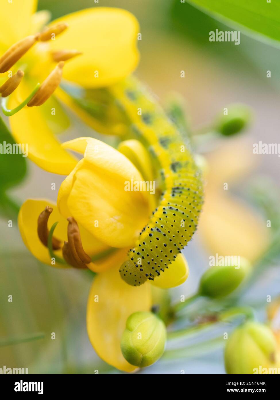A cloudless sulphur caterpillar feeding on a senna plant. Stock Photo