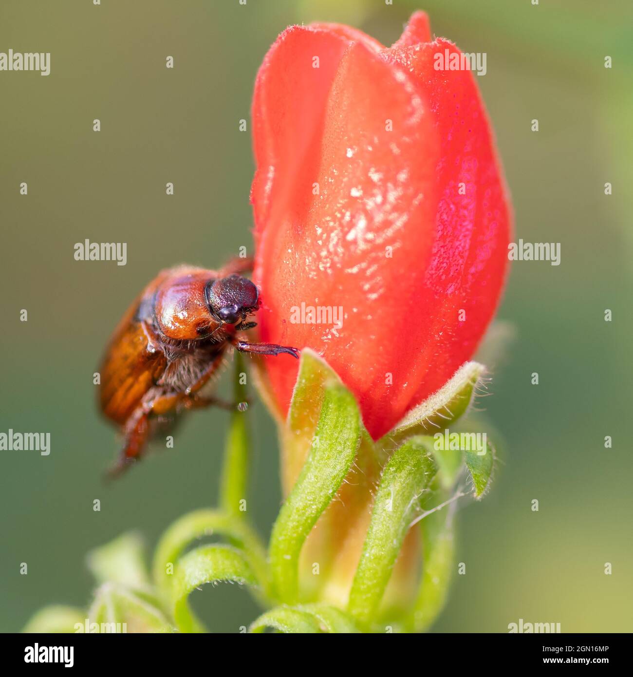 A june bug chewing through the flower of a turk's cap plant. Stock Photo
