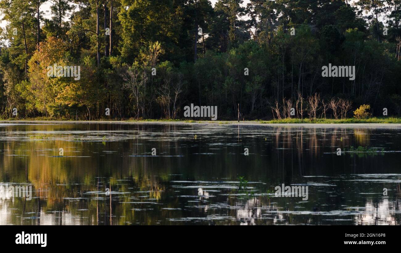 Pond in forest panorama hi-res stock photography and images - Alamy