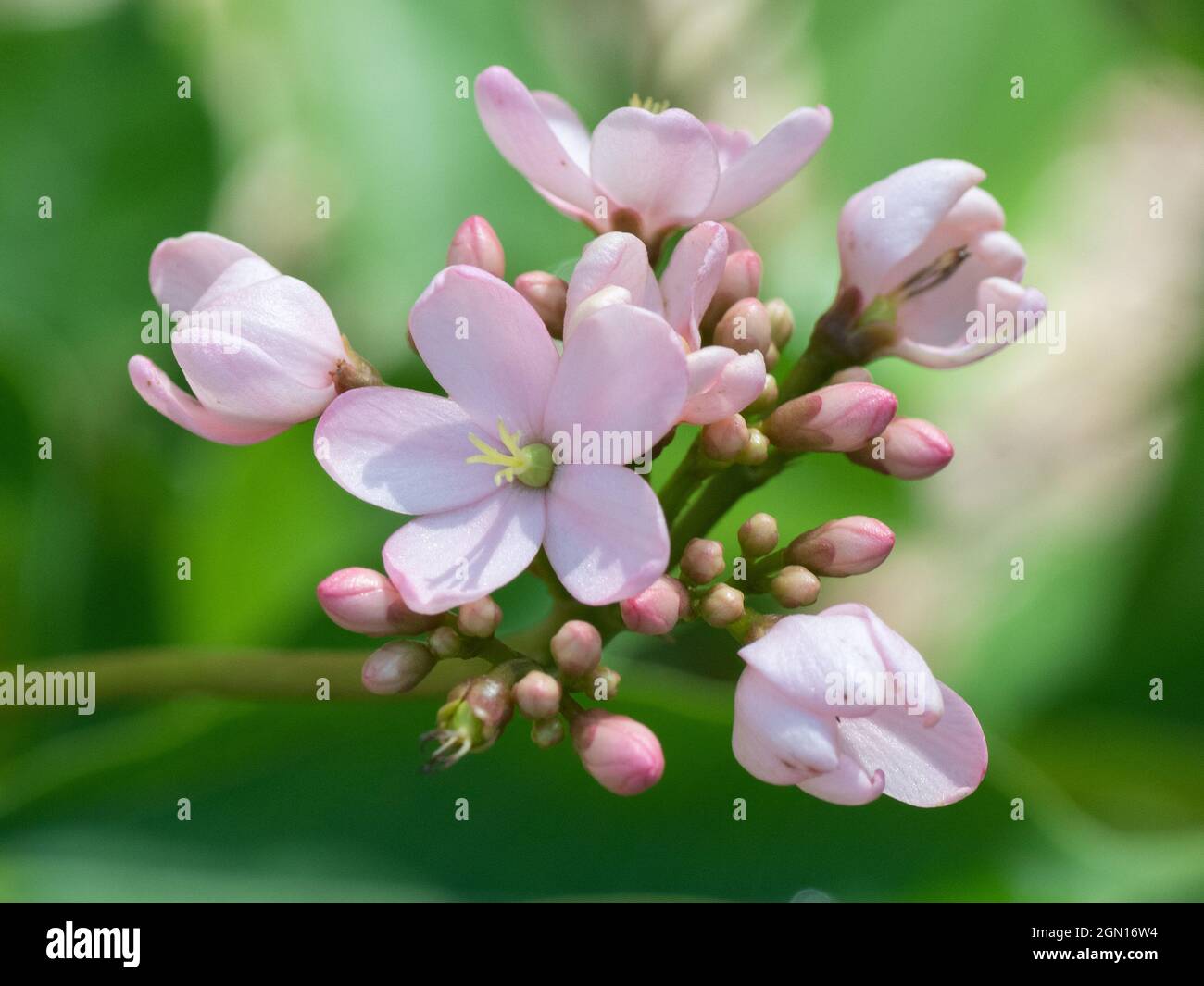A Jatropha integerrima shrub with pale pink flowers. Stock Photo