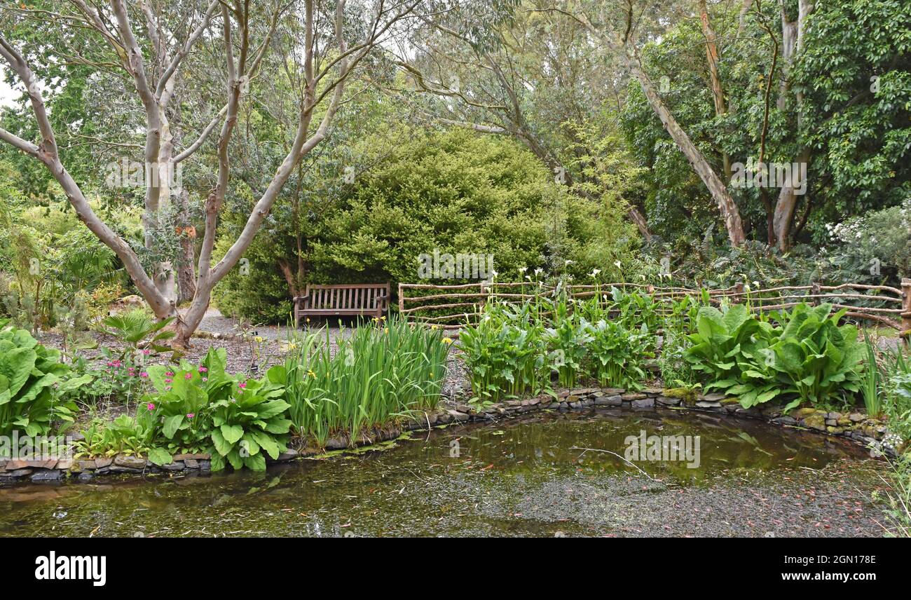 Logan Botanic Garden, Stranraer, Scotland Stock Photo