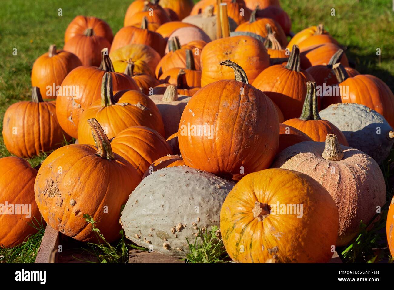 Bunch of Pumpkins for sale near the road (Cucurbita maxima) Stock Photo