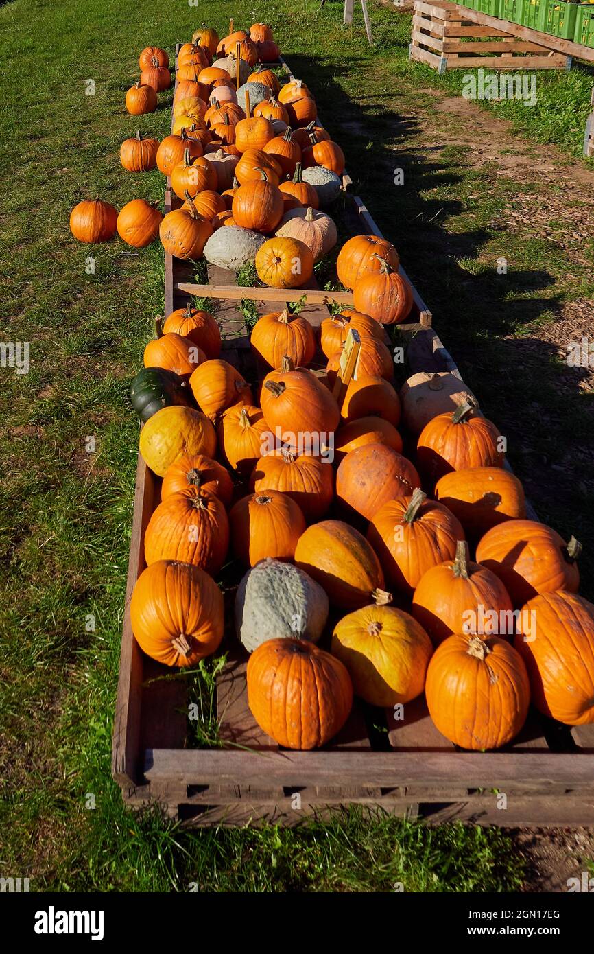 Bunch of Pumpkins for sale near the road (Cucurbita maxima) Stock Photo
