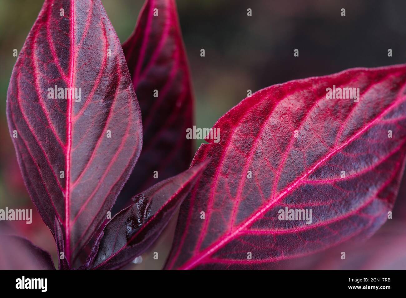 Abstract detail of a herbaceous perennial  Herbst's bloodleaf / Iresine herbstii Stock Photo
