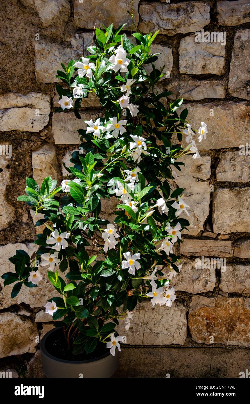 Beautiful shot of Mandevilla boliviensis flowering plants growing in a pot in front of the wall Stock Photo