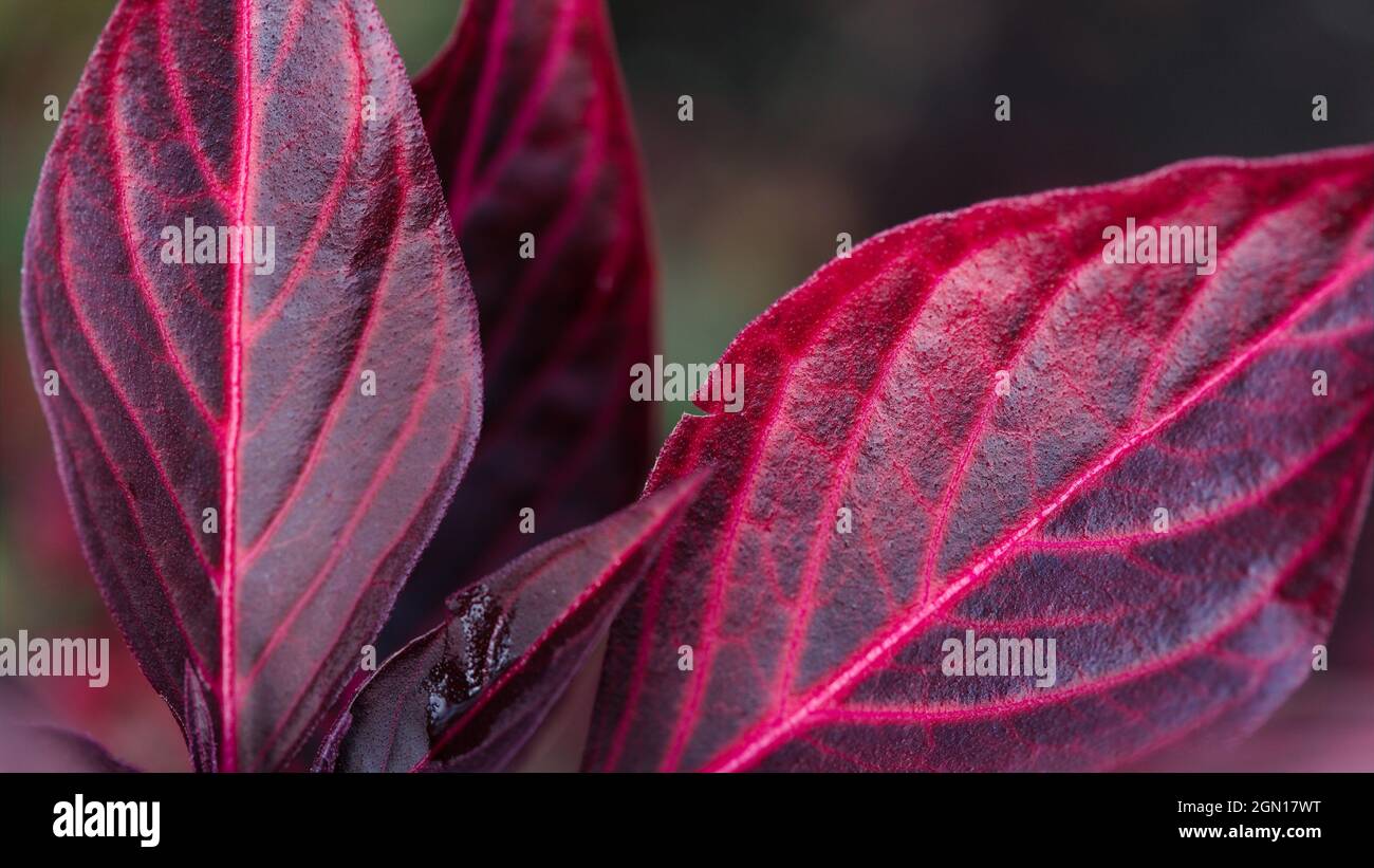 Abstract detail of a herbaceous perennial  Herbst's bloodleaf / Iresine herbstii Stock Photo