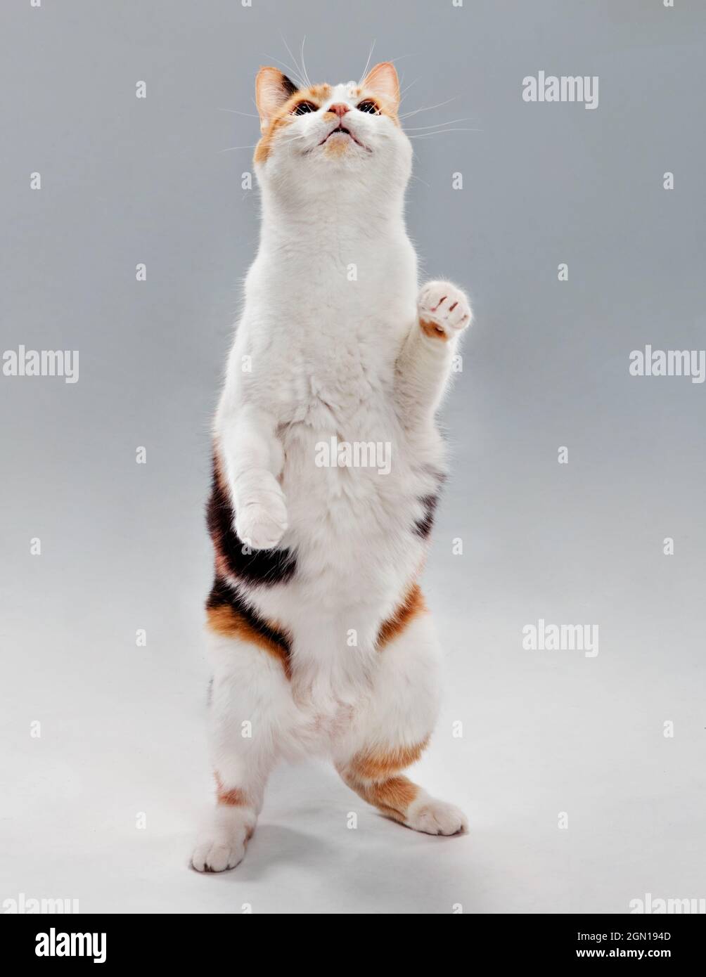 Studio portrait of a calico cat standing on two legs smiling and looking upward. Stock Photo