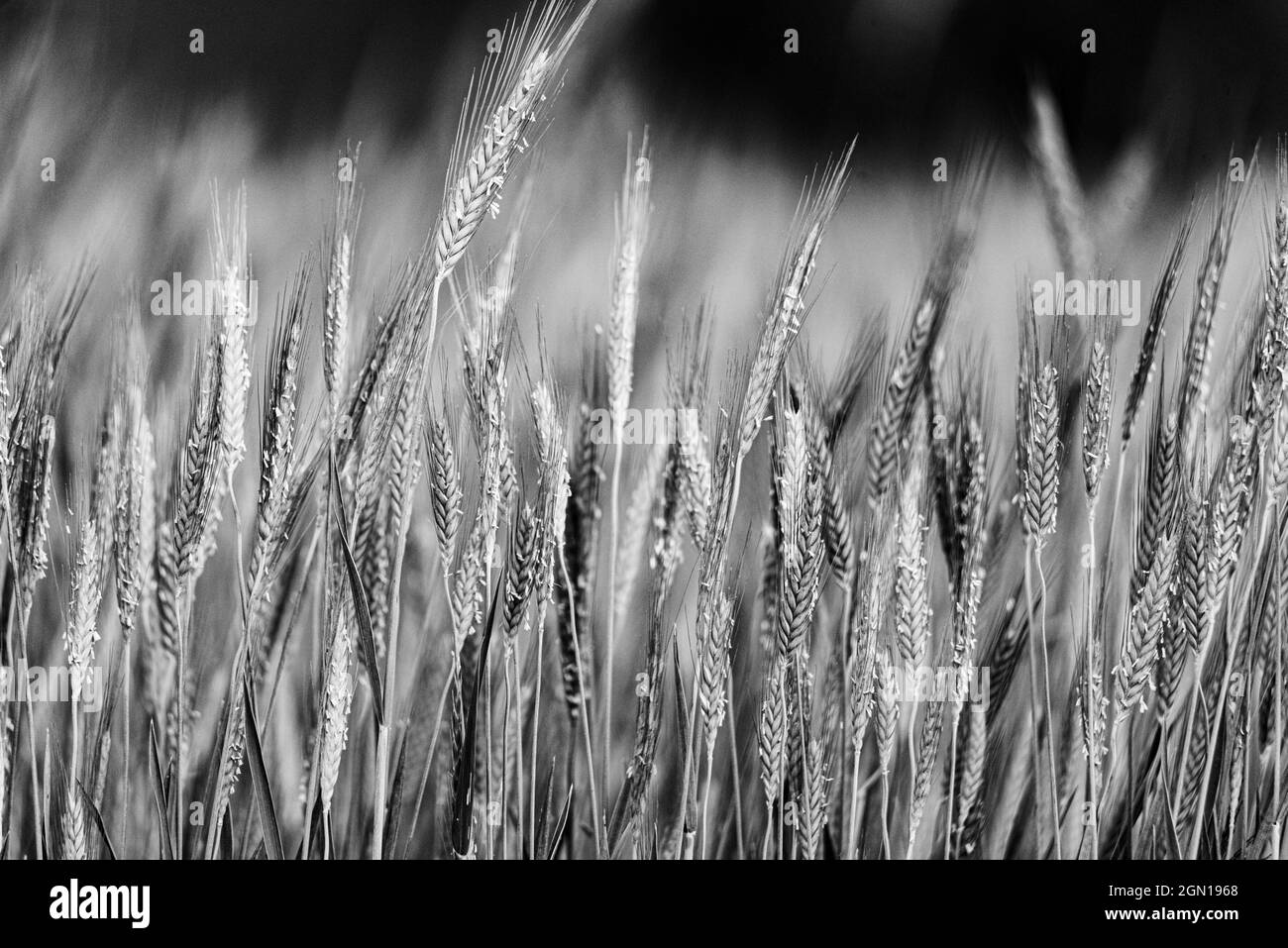 Barley during pollination. Cereal ripening in the field. Close up view of ears of grain with grain. Stock Photo