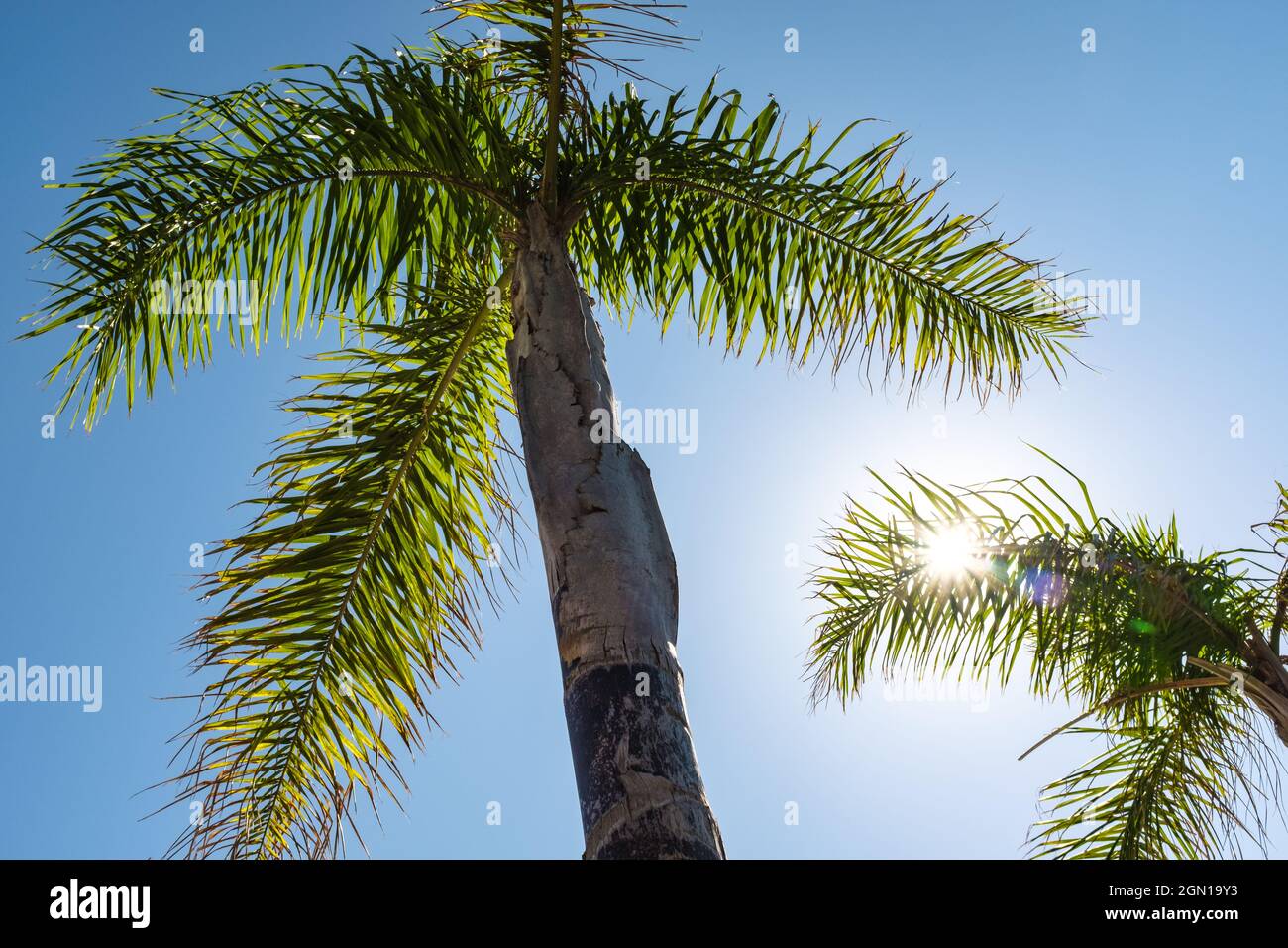 Sun sunshine palm tree hi-res stock photography and images - Alamy