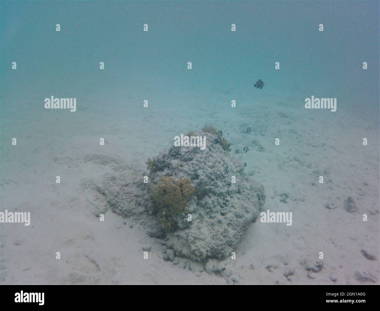 Zebrafish on the coral reef in the indian ocean Stock Photo Alamy