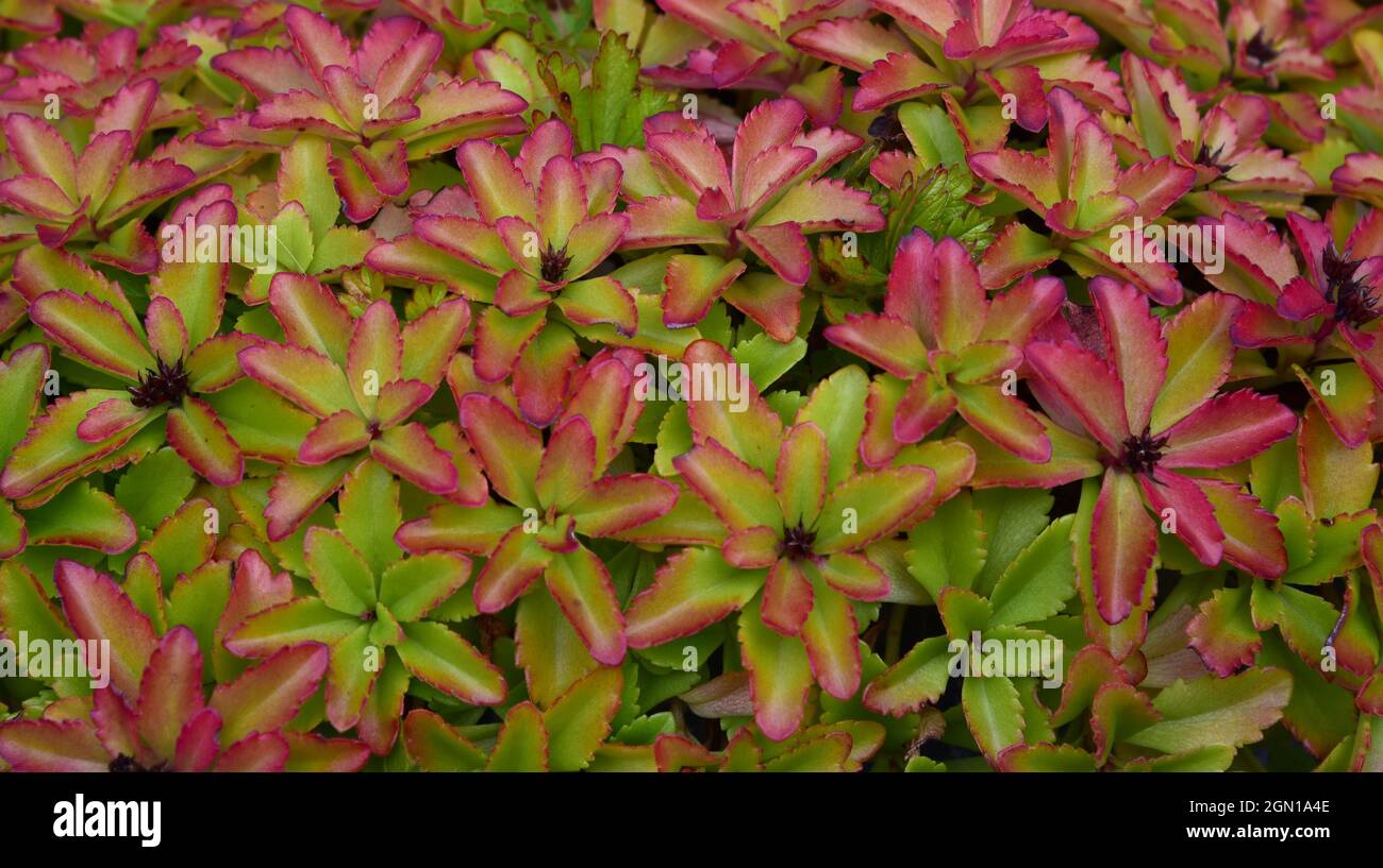 red and green sedum leaves Stock Photo