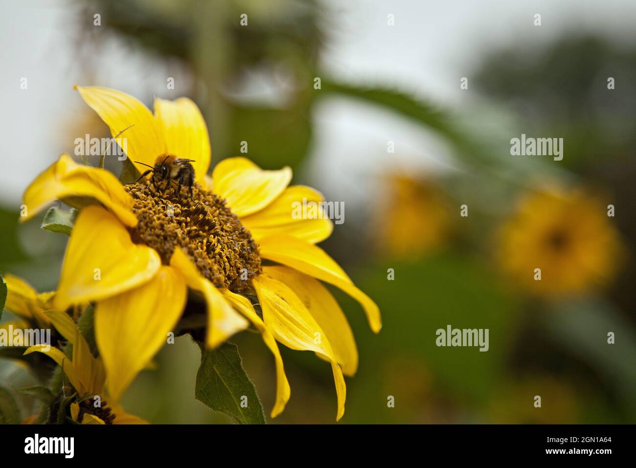 Bee collecting pollen on a late summer Sunflower Stock Photo - Alamy