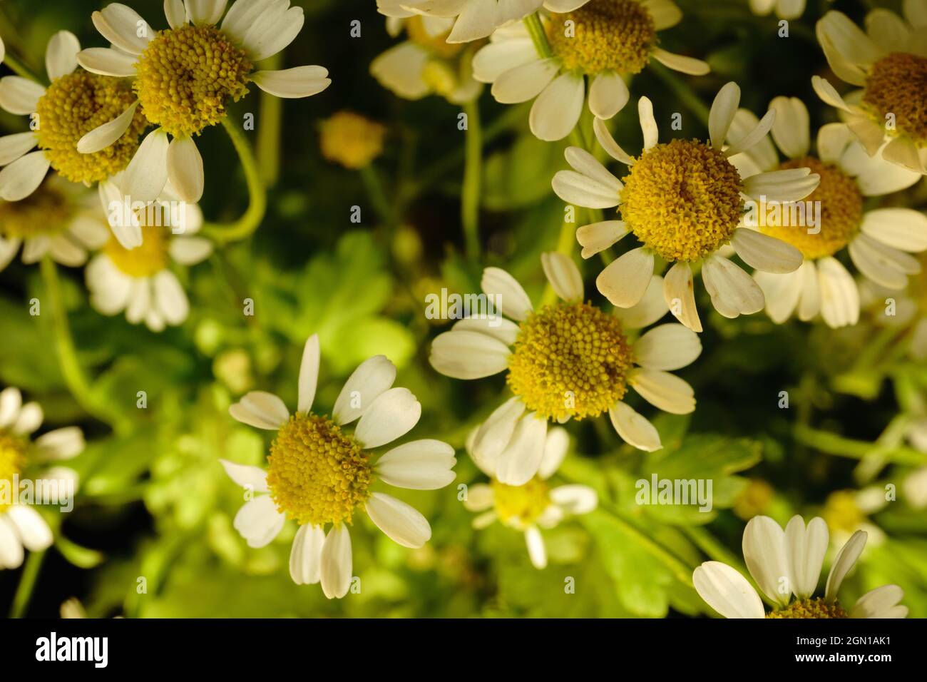 Chamomile in bloom hires stock photography and images Alamy