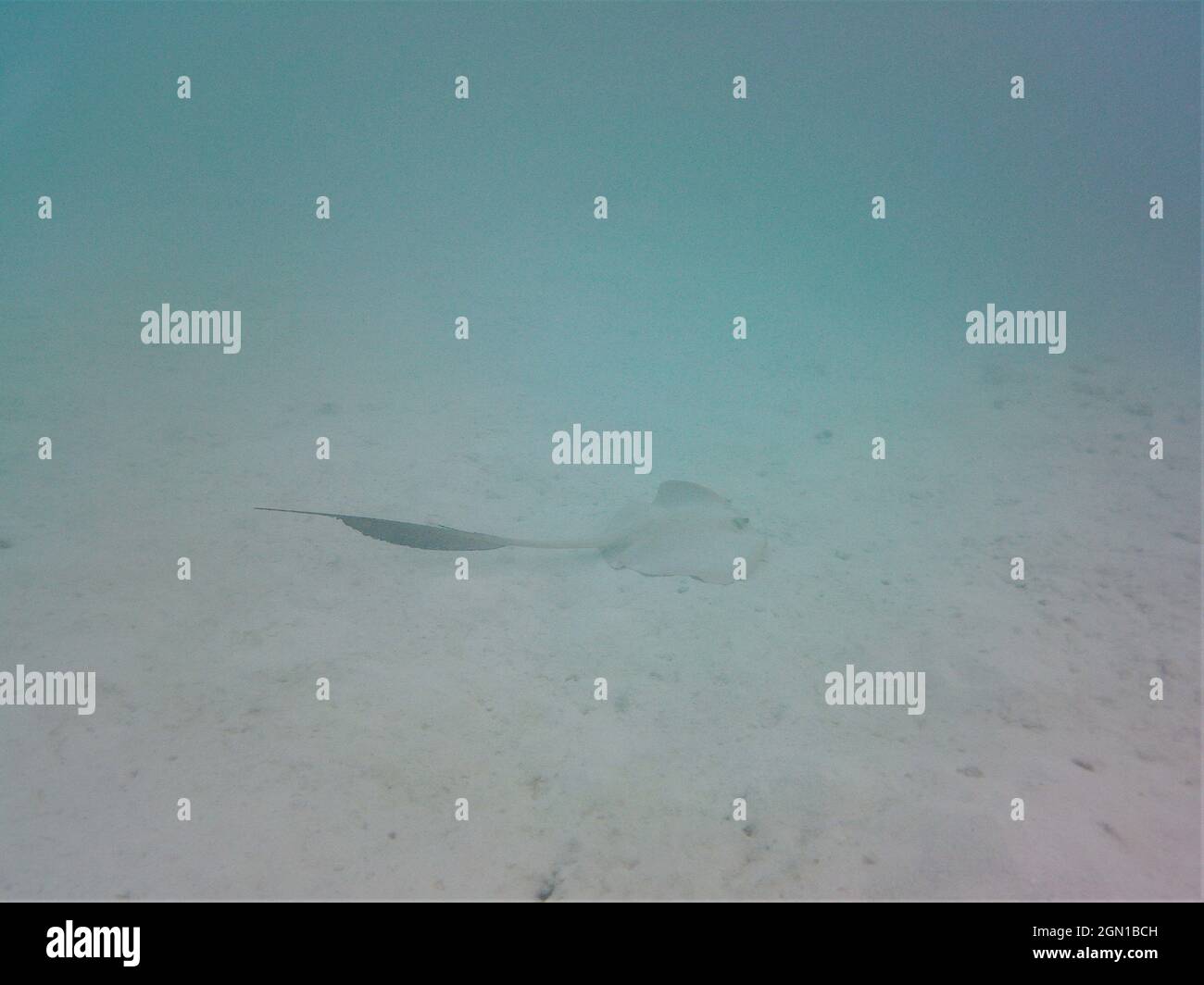 Zebrafish on the coral reef in the indian ocean Stock Photo Alamy