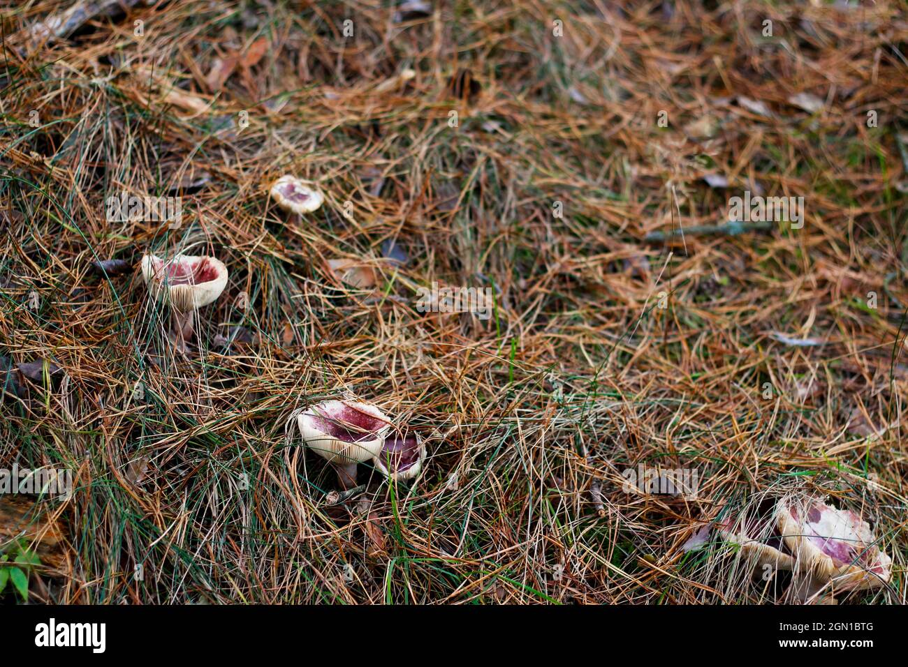 Defocus group of red russula mushrooms among dry grass, leaves and needles. Edible mushroom growing in the green forest. Boletus hiding in ground. Top Stock Photo