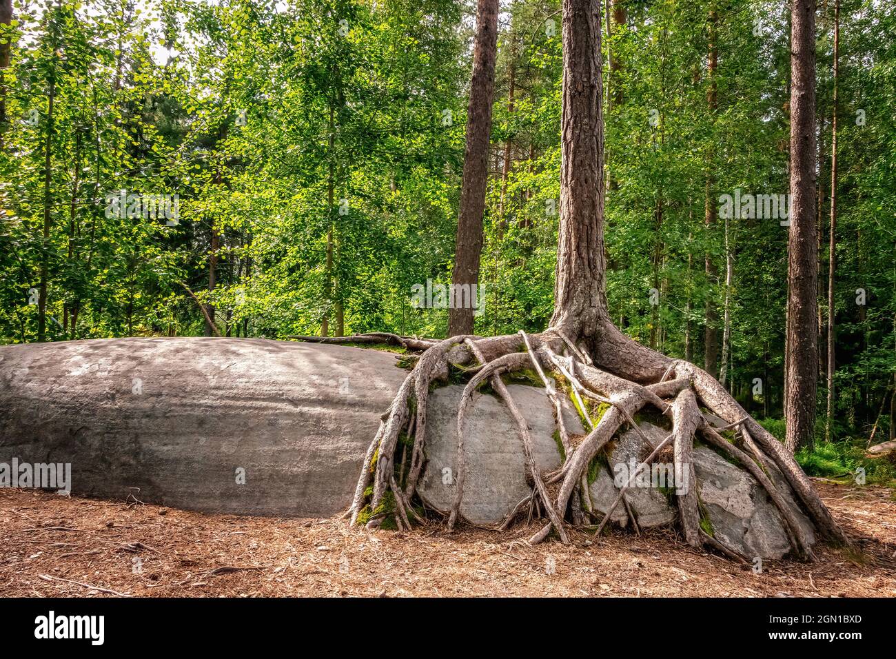Tree grows on large stone with roots covering rock Stock Photo
