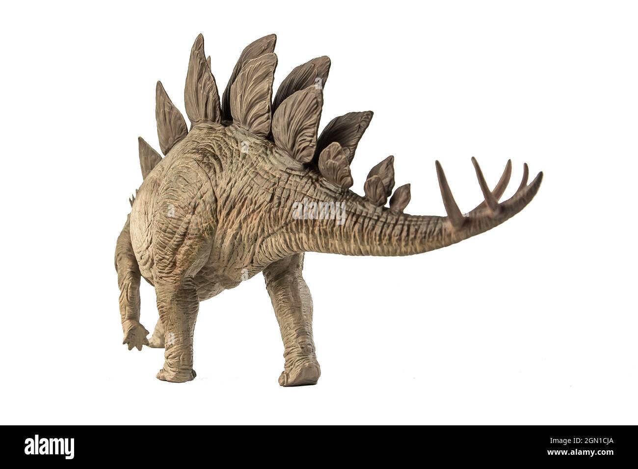 Stegosaurus Dinosaur on white background Stock Photo - Alamy