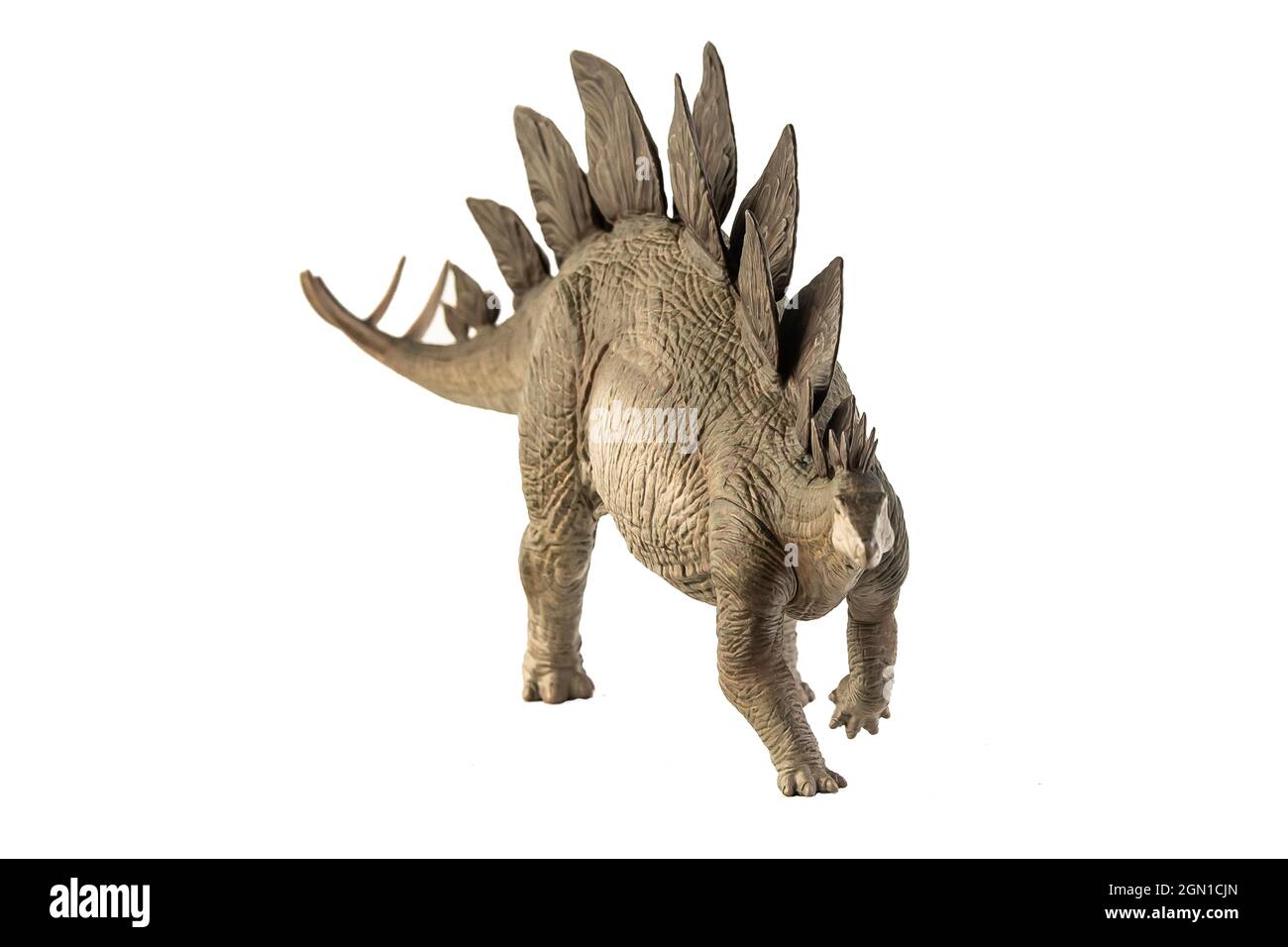 Stegosaurus Dinosaur on white background Stock Photo - Alamy
