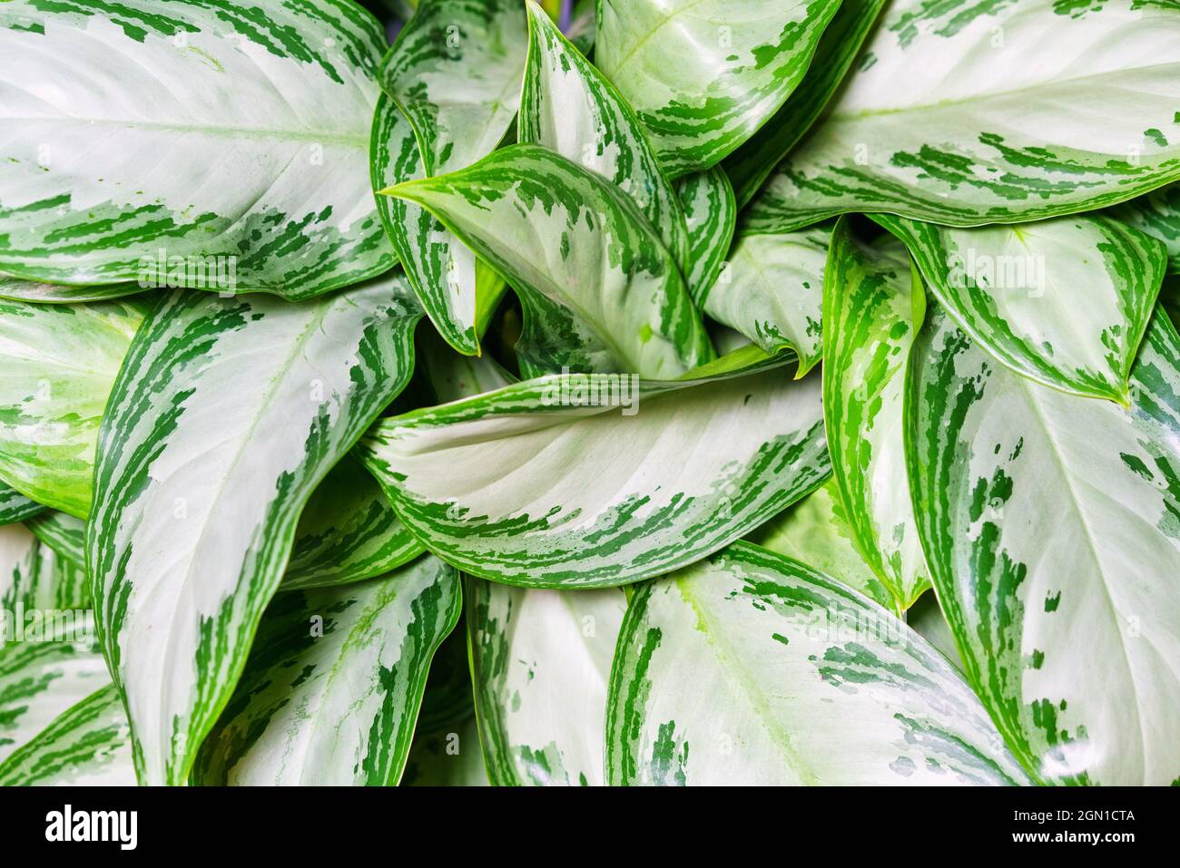 Aglaonema silver bay as a natural background of green leaves with white spots. Indoor plant close up view from above Stock Photo