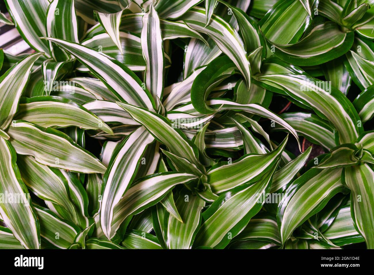 Dracaena deremensis leaves close up. Close up of green with white leaves plant dracaena or dracaena aromatic as background of natural flowering plant - botanical, ecological and ecological concept Stock Photo