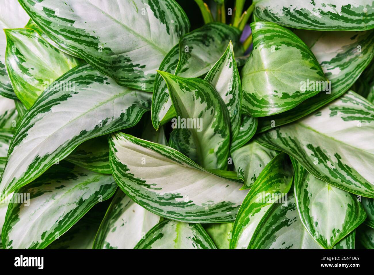 Aglaonema silver bay as a natural background of green leaves with white spots. Indoor plant close up view from above Stock Photo