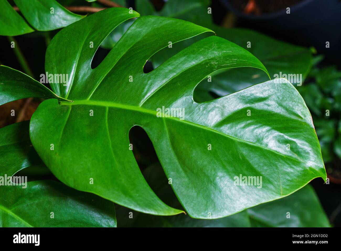 Green leaves of monstera or monstera deliciosa in dark colors, rainforest  background or green deciduous patterns for. Leaf on home plant monstera  green Stock Photo - Alamy