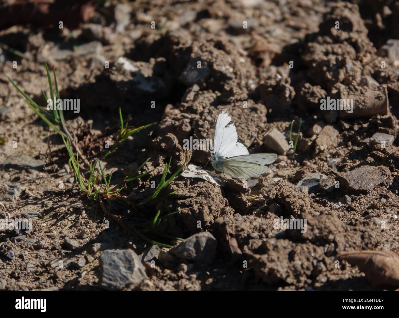 a small white butterfly (Cabbage white, Pieris rapae) amongst chalkland grass on Salisbury Plain Wiltshire UK Stock Photo