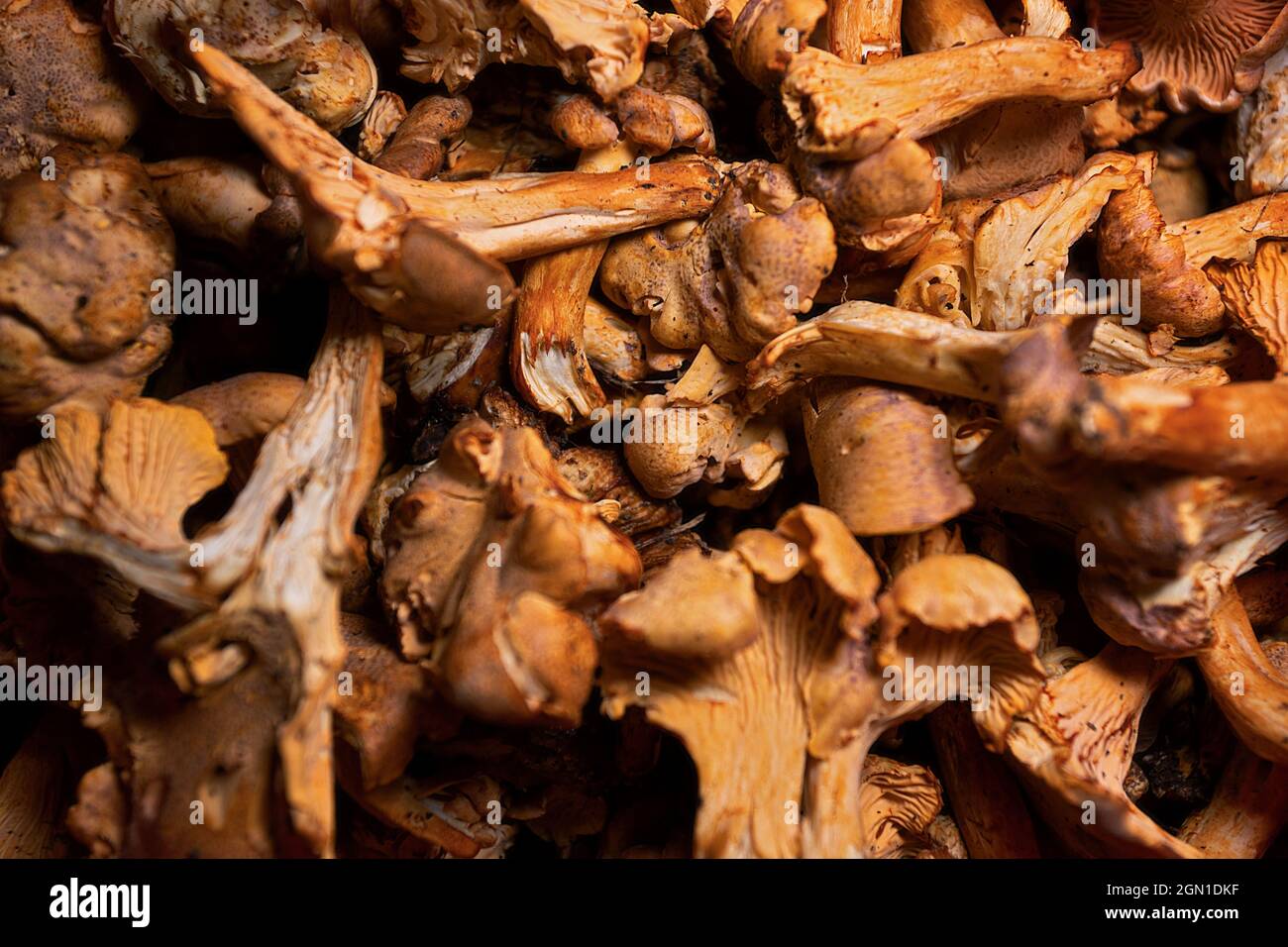 Many raw chanterelle mushrooms close up with shallow depth of field Stock Photo