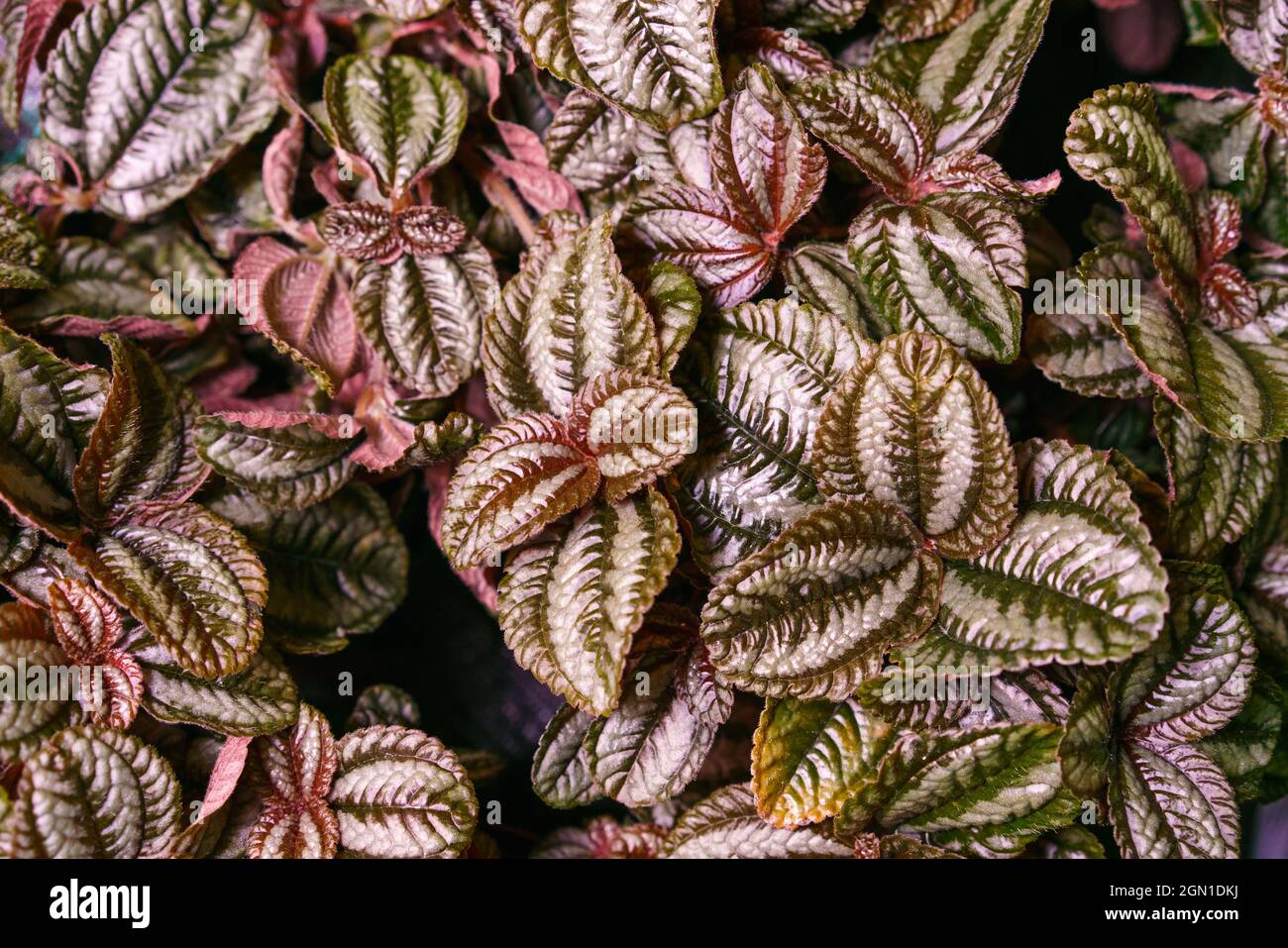 Green and pink leaves of pilea involucrata plant is plant that is sometimes cultivated, especially where there can be high humidity, such as in terrarium. Houseplant as a natural textured background Stock Photo
